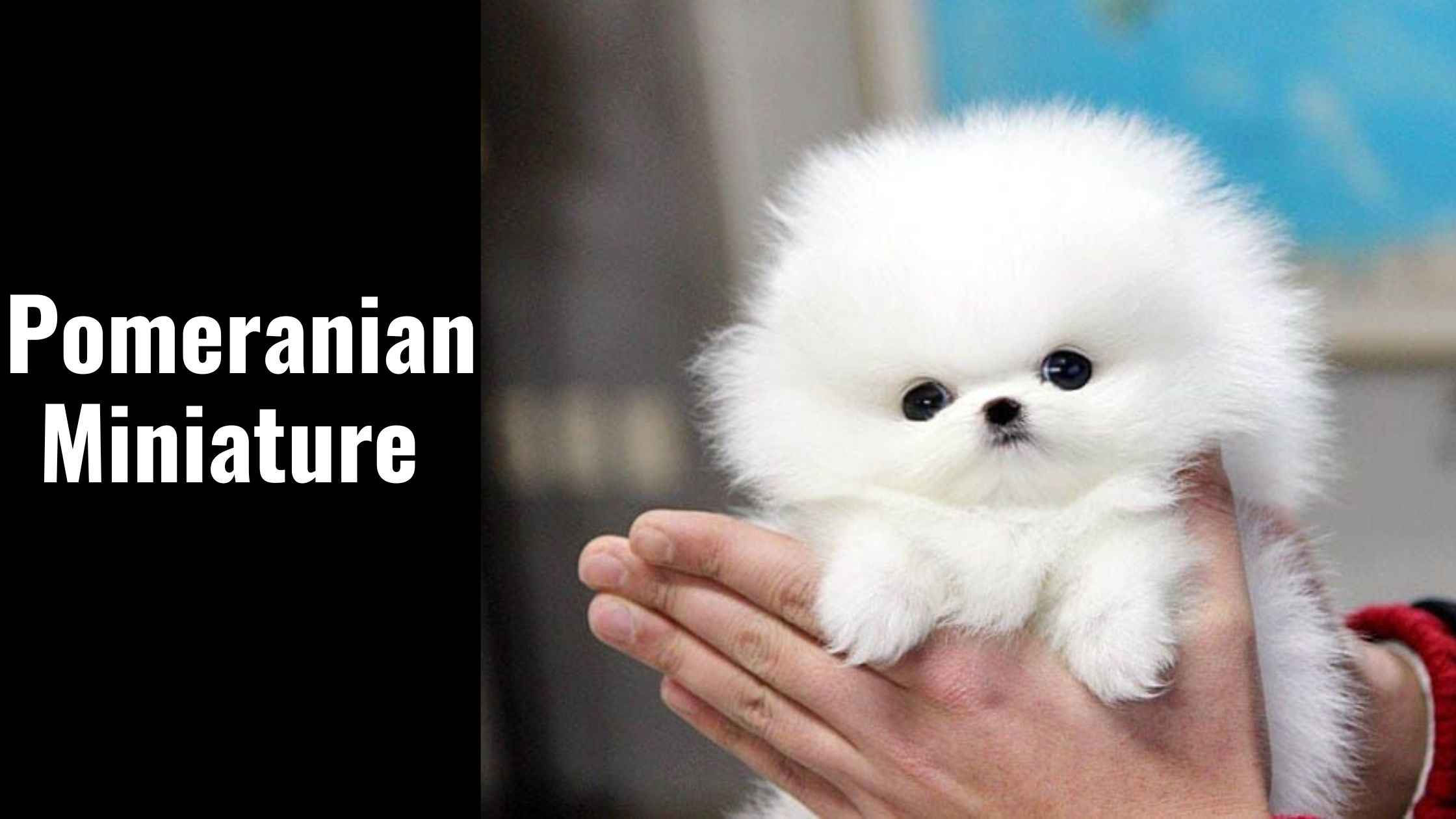 Pomeranian Miniature
