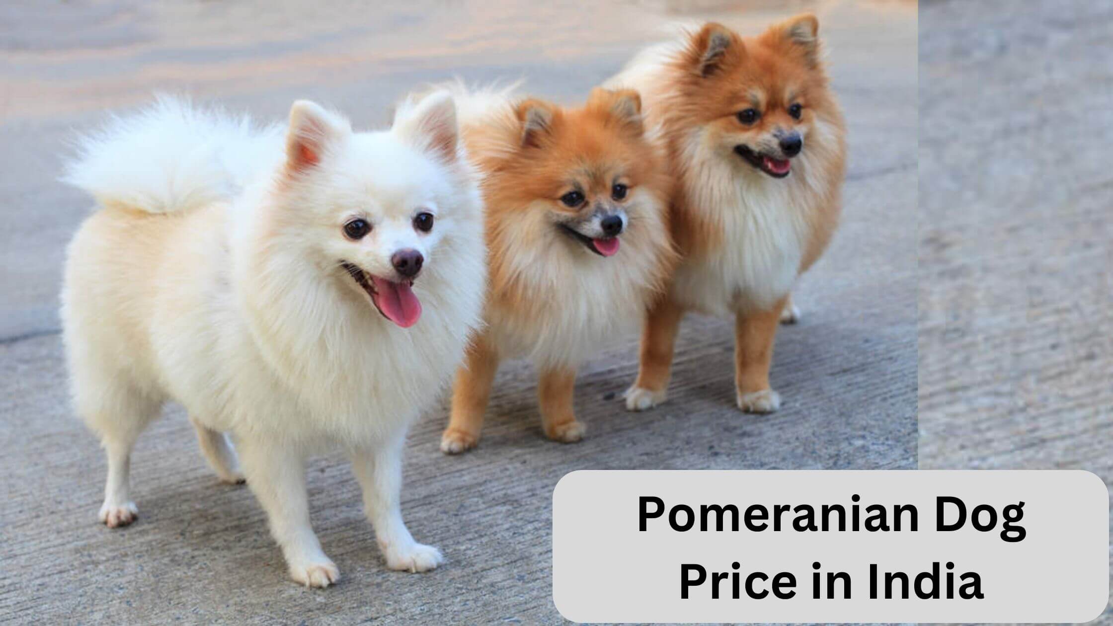 Pomeranian dog price in India