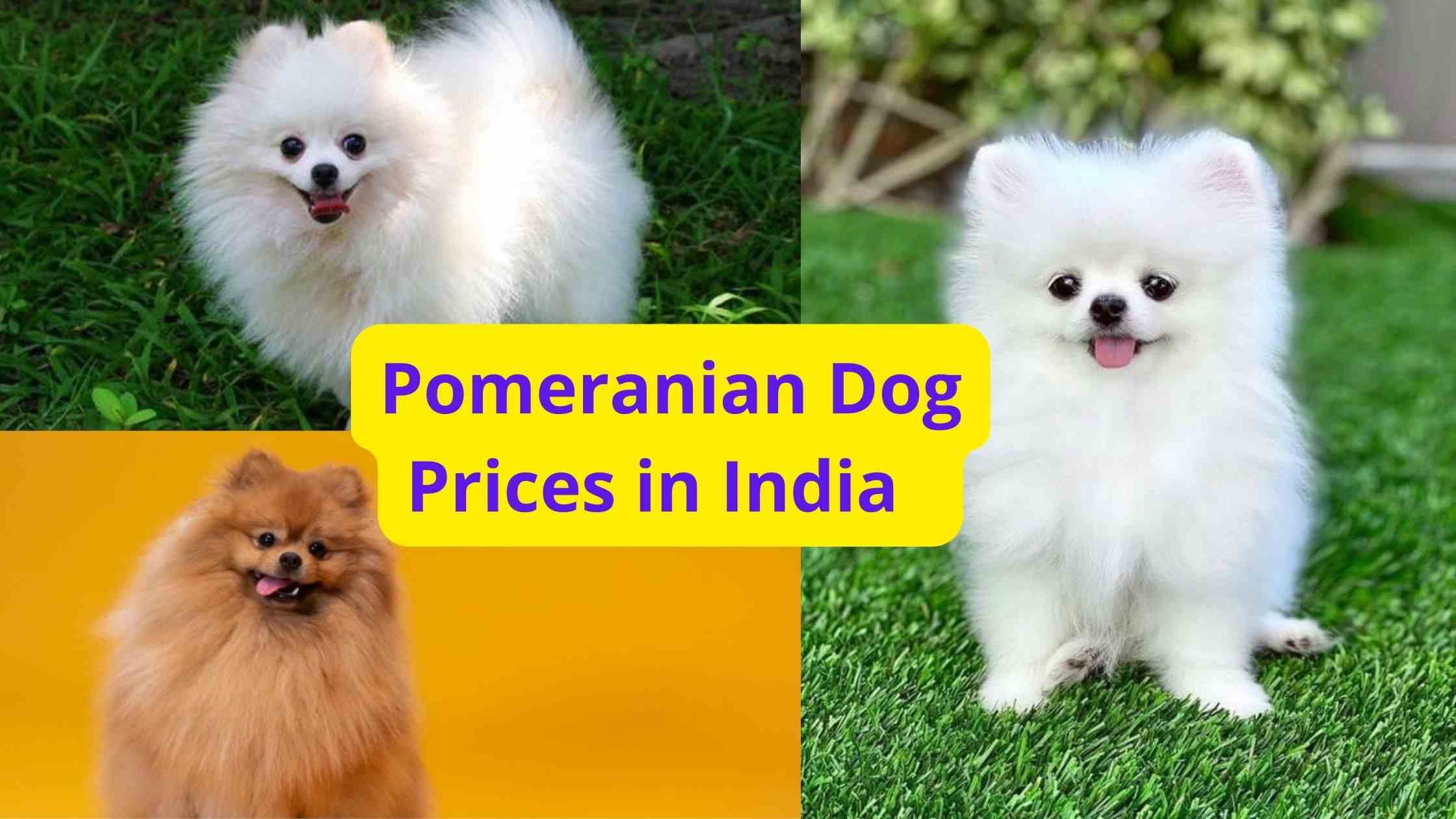 Pomeranian Dog Prices in India